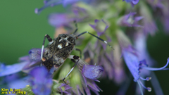 Eurystylus coelestialium