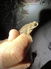 Rhinella humboldti