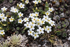 Myosotis pulvinaris