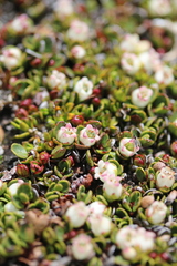 Gaultheria nubicola