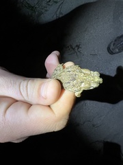 Rhinella humboldti