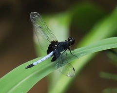 Erythrodiplax unimaculata