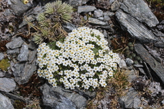 Myosotis pulvinaris