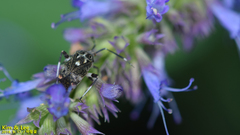 Eurystylus coelestialium