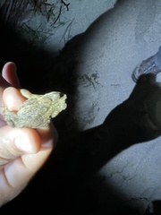 Rhinella humboldti
