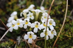Euphrasia petriei