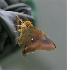 Hasora badra
