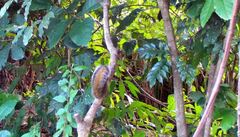 Funisciurus anerythrus