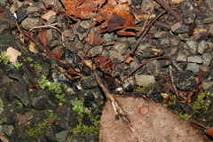 Leptomyrmex tibialis