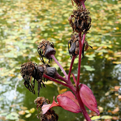Ligularia dentata