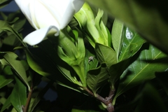 Cytaea alburna