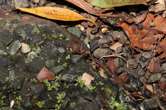 Leptomyrmex tibialis