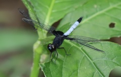 Erythrodiplax unimaculata