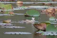 Nettapus coromandelianus
