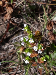 Euphrasia maximowiczii
