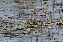 Hydrophasianus chirurgus