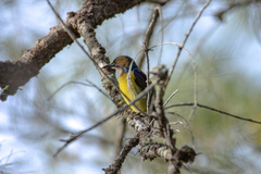 Anthreptes malacensis