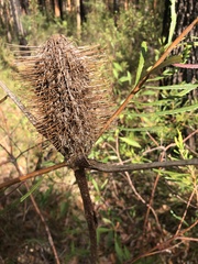 Banksia spinulosa