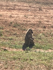 Papio cynocephalus