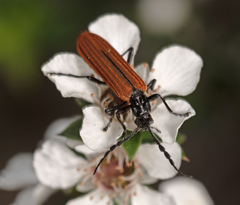 Pseudolycus rufipennis