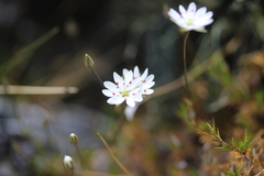 Stellaria gracilenta