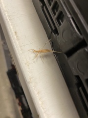 Sastrapada australica