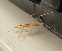 Sastrapada australica