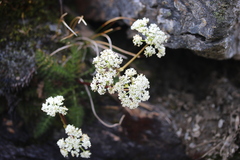 Anisotome haastii