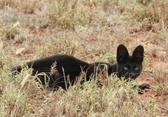 Leptailurus serval lipostictus