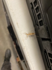 Sastrapada australica