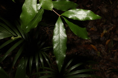 Denhamia celastroides