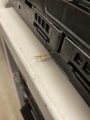 Sastrapada australica