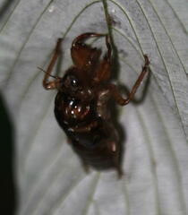 Amphipsalta