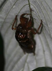 Amphipsalta