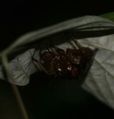 Amphipsalta