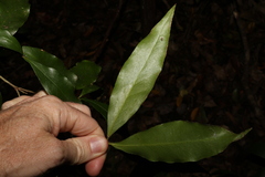 Denhamia celastroides