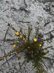 Hibbertia fasciculata