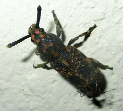 Anthribidae