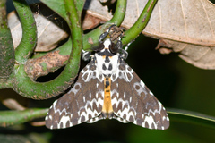 Lymantria atemeles