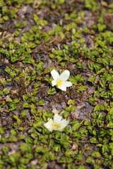 Caltha obtusa