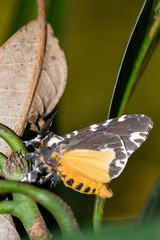 Lymantria atemeles
