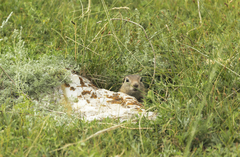 Urocitellus undulatus