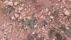 Galactites tomentosus