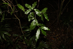 Denhamia celastroides