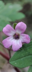 Geranium rotundifolium