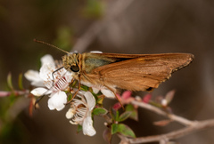 Hesperilla idothea