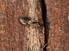 Eulophinae