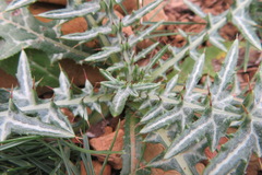 Galactites tomentosus