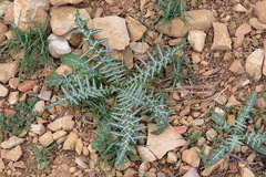 Galactites tomentosus