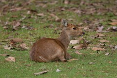 Axis porcinus